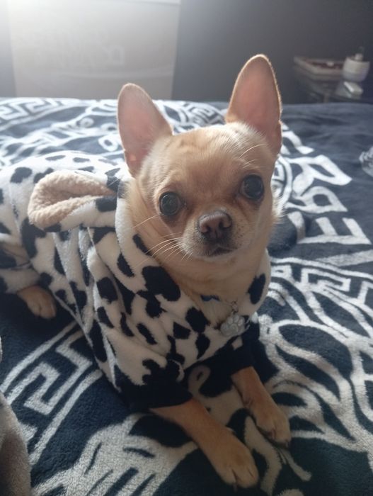 Ищем девочку для вязки