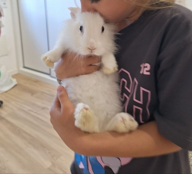 DOU Coelhinho Anão bebé para adopção  responsável