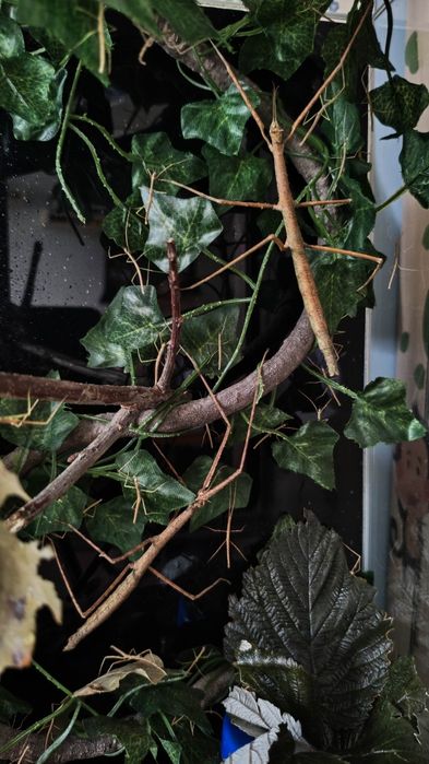 Patyczak rogaty młode.