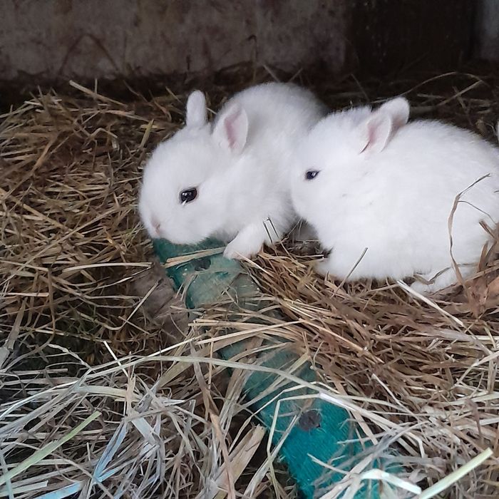 Sprzedam króliki miniaturki