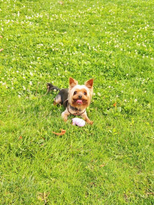 Вязка мини йорк мальчик baby face (Male yorkshire terrier)