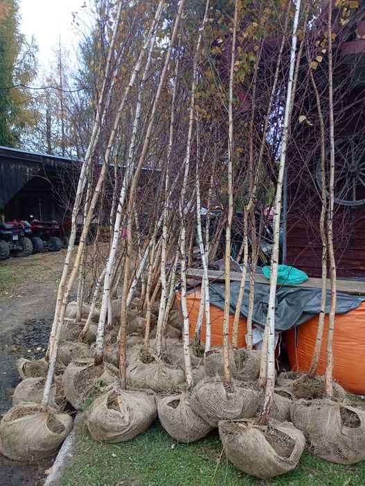 Brzoza 5 m Czarna i Biała grab buk