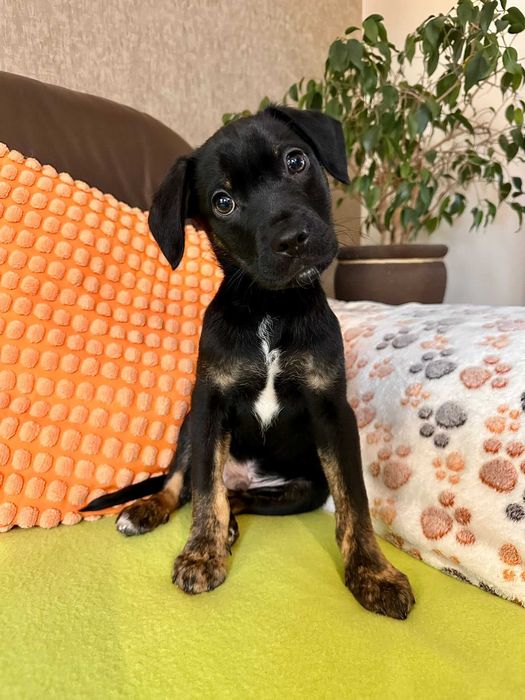 Do adopcji - malutki Jędruś!