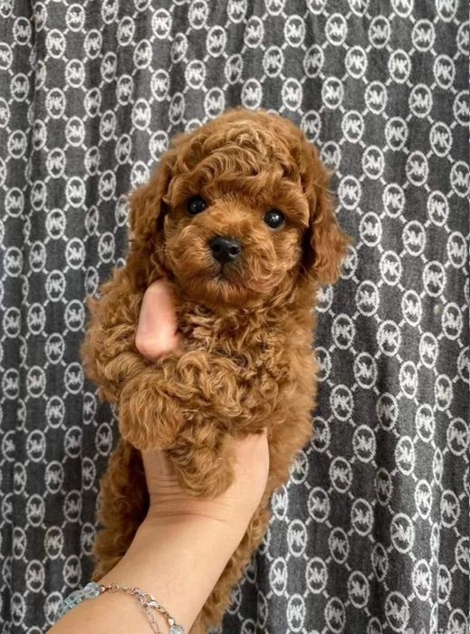 Шикарний хлопчик , кудрявий той пудель