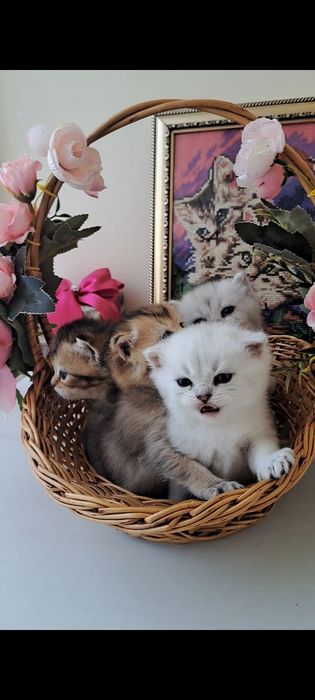Кошенята, найкращий вибір! Британські котята, срібна та золота шиншила!