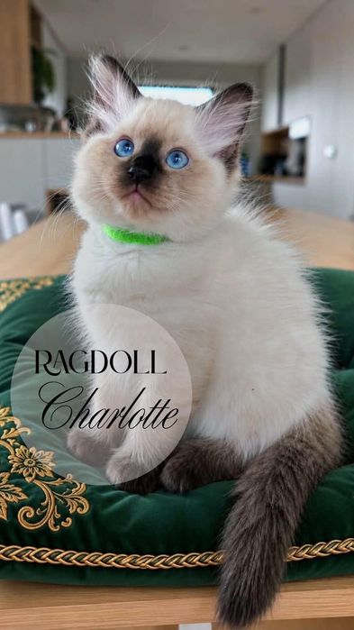 REZERWACJA Ragdoll Kotka Charlotte BADANIA GENETYCZNE rodziców