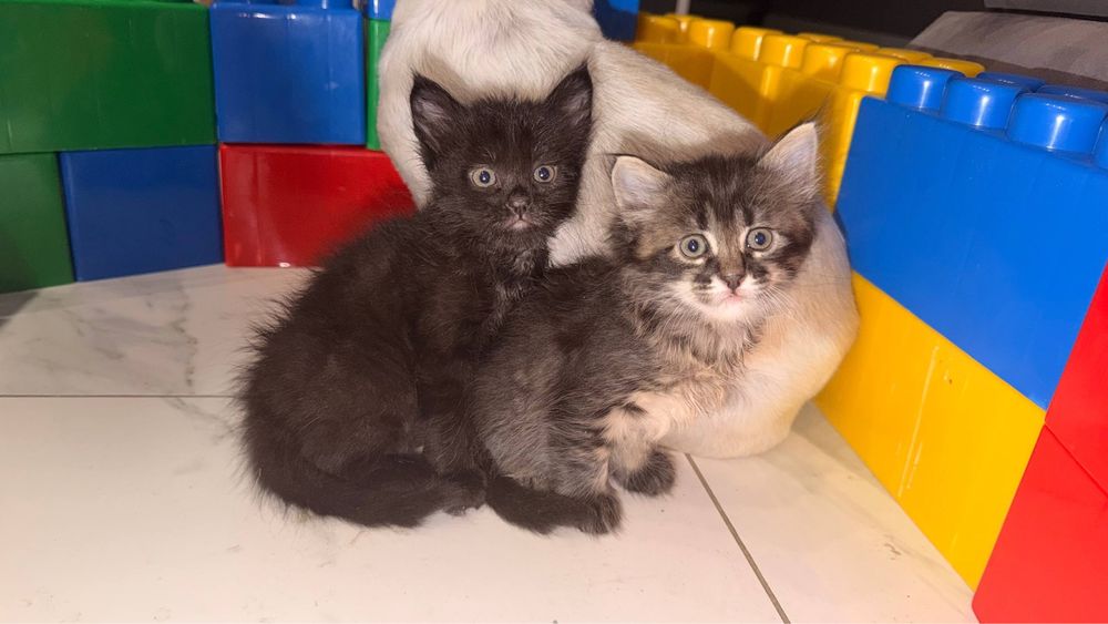 Котик Мейн-кун.