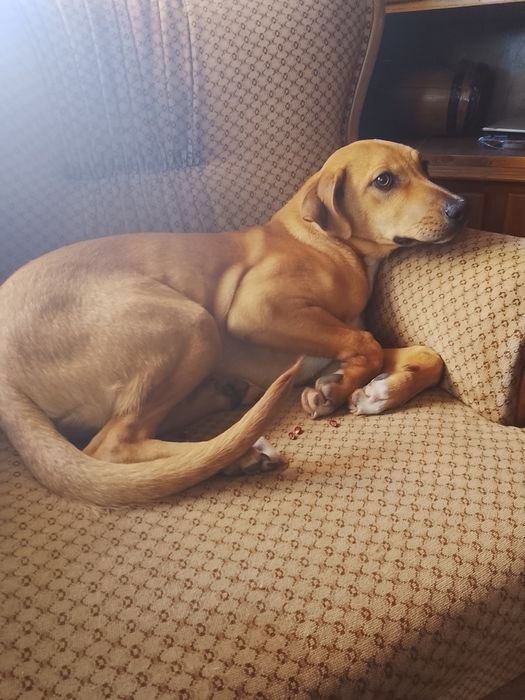 Cãozinho pra adoção