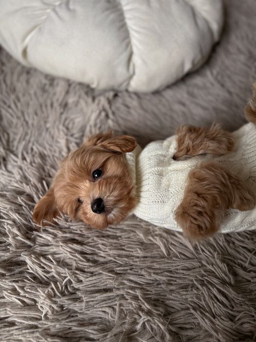 Чарівний хлопчик мальтипу, міні, Ф1