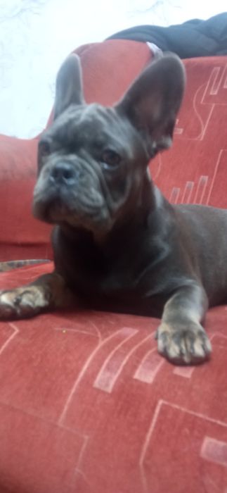 Бульдоги де франсе