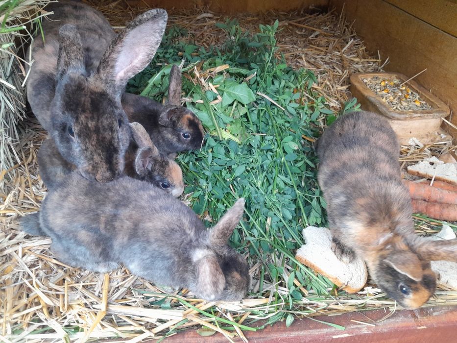 Króliki Rex trojbarwne