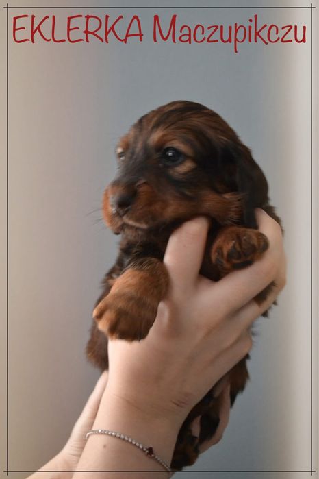 Jamnik długowłosy standardowy