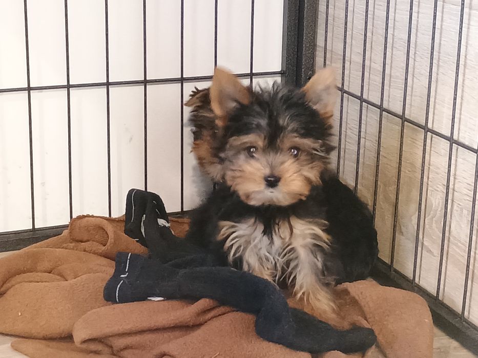 Yorkshire terrier