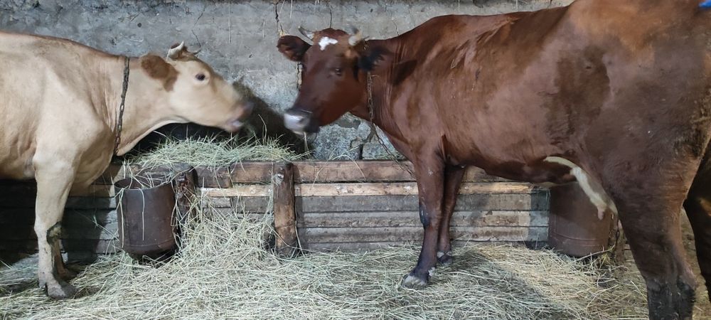 Продам коров на хозяйство