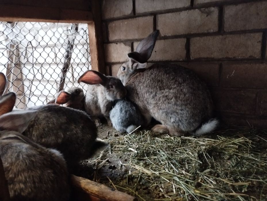 Продам кроликов фландеров и мясо кроликов,220 грн килограмм