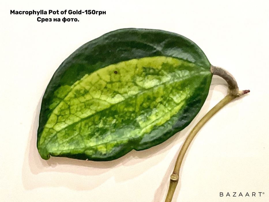 Хойя свежий срез сорта