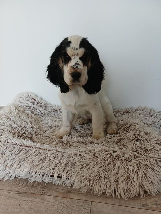 Pies rasy Cocker Spaniel