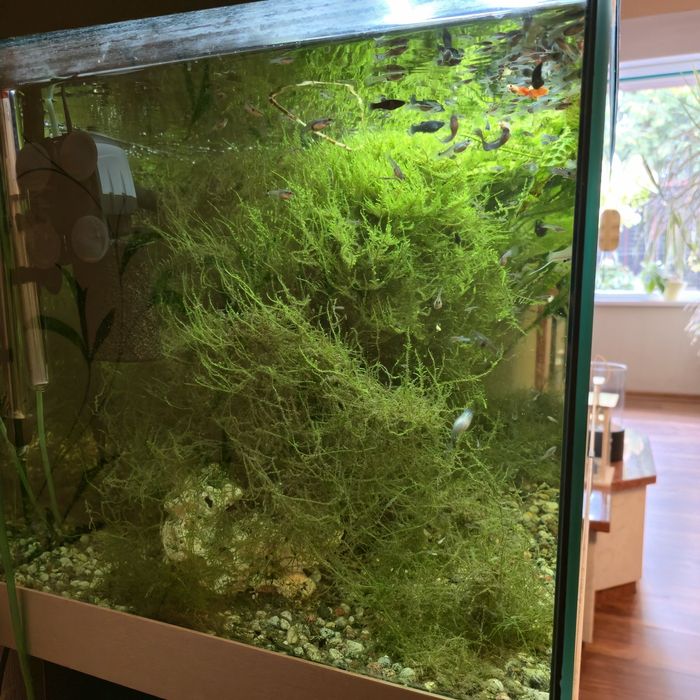 Akwarium 300l z życiem