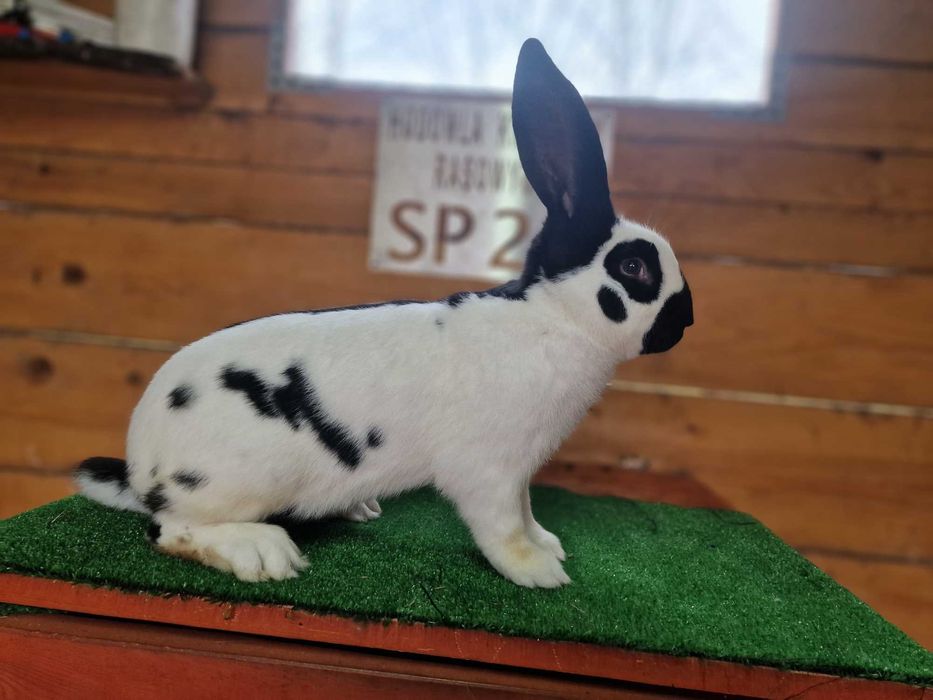 królik olbrzym srokacz osc samiec 1.0 rodowód