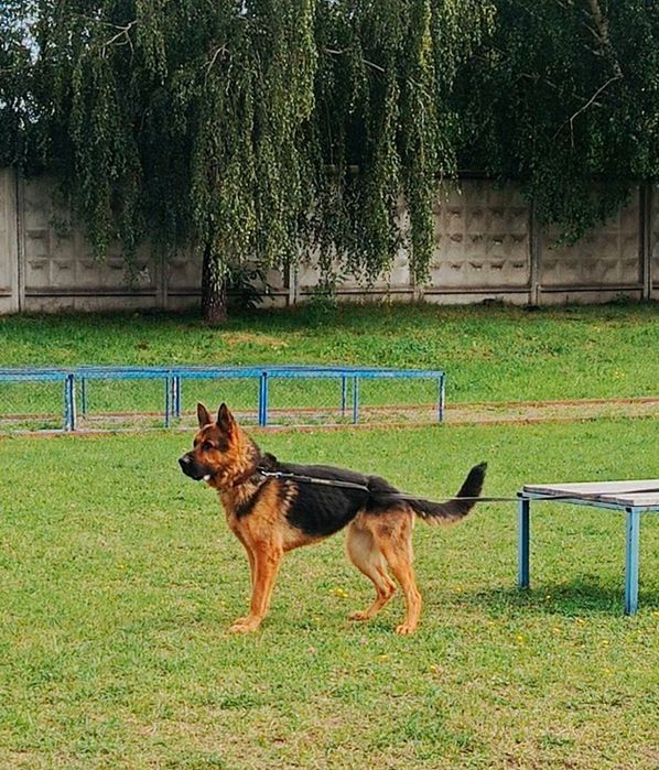 Німецька вівчарка
