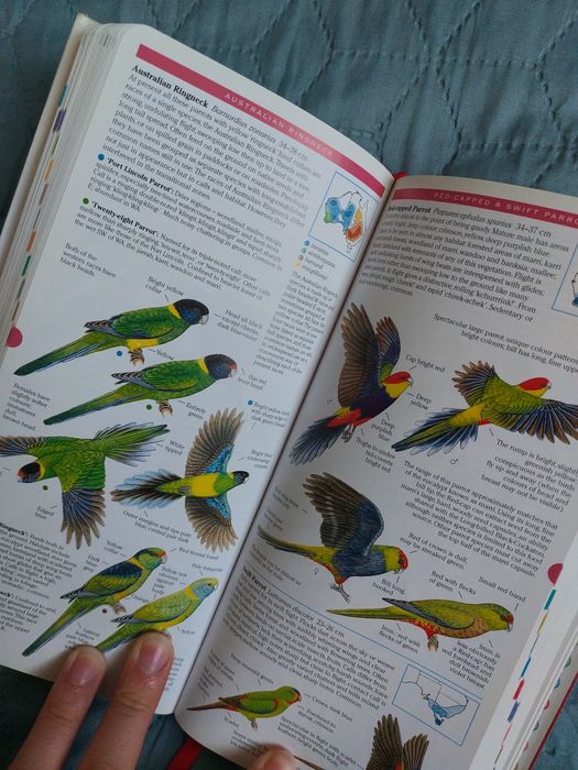 Przewodnik po angielsku do rozpoznawania ptakówCompact Field Guide to