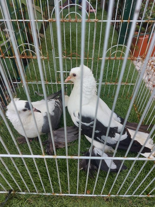 Vendo várias raças de pombos