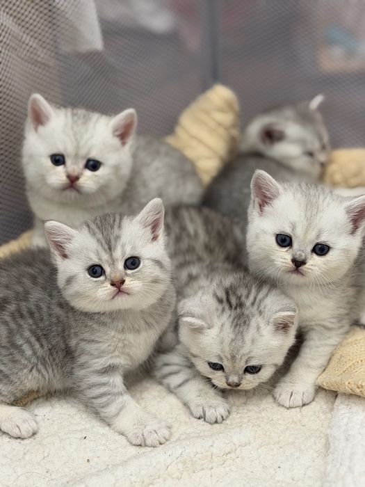 Кошенята Британська   , срібна шиншила киця кіт