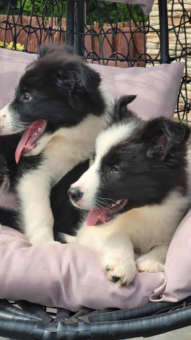 Border Collie Śliczny Maluch