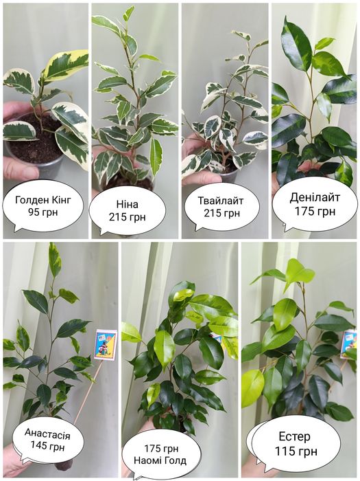 Твайлайт. Фікус Бенжаміна