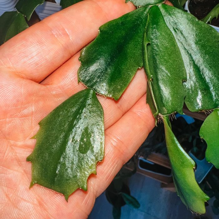 Schlumbergera Flaming lotus шлюмбергера різдвяник