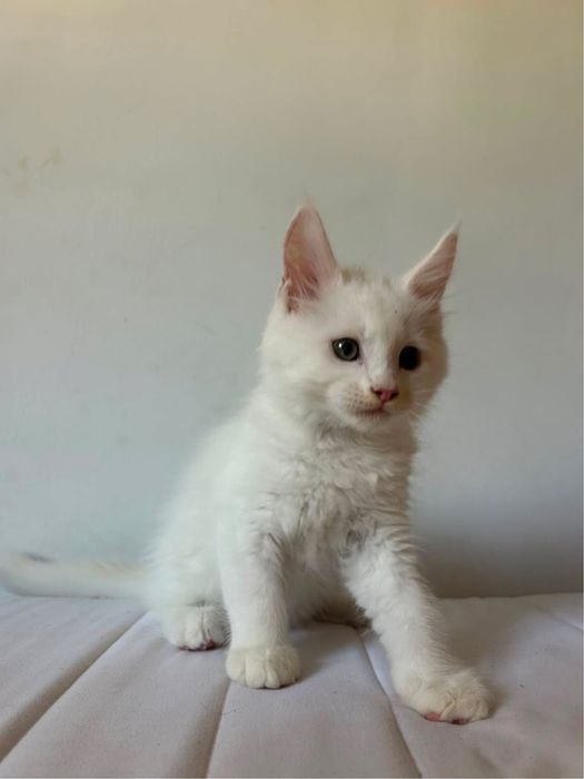 Gatinho maine coon