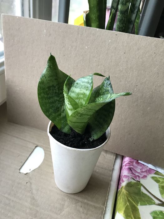 Цветы разные комнатные, все по 20 грн