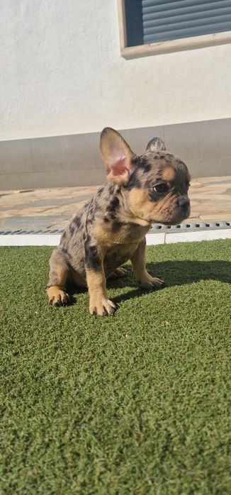 Menino bulldog frances merle tan