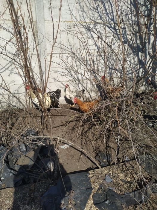 Домшнi кури та качки