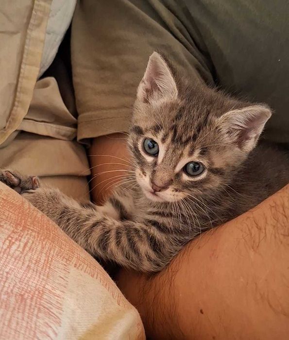 Gatos para adopção