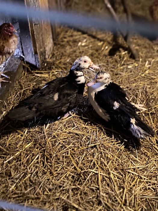 Kaczuszki piżmowe   65 zł