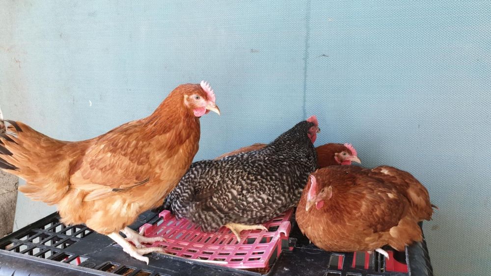 Kury nioski ogólnoużytkowe