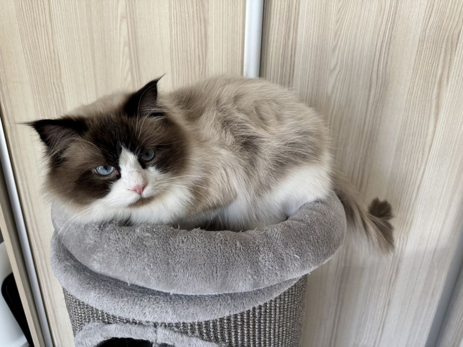 Kot rasy ragdoll