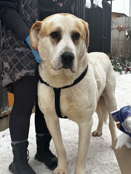 Kalis w typie owczarka srodkowoazjatyckiego