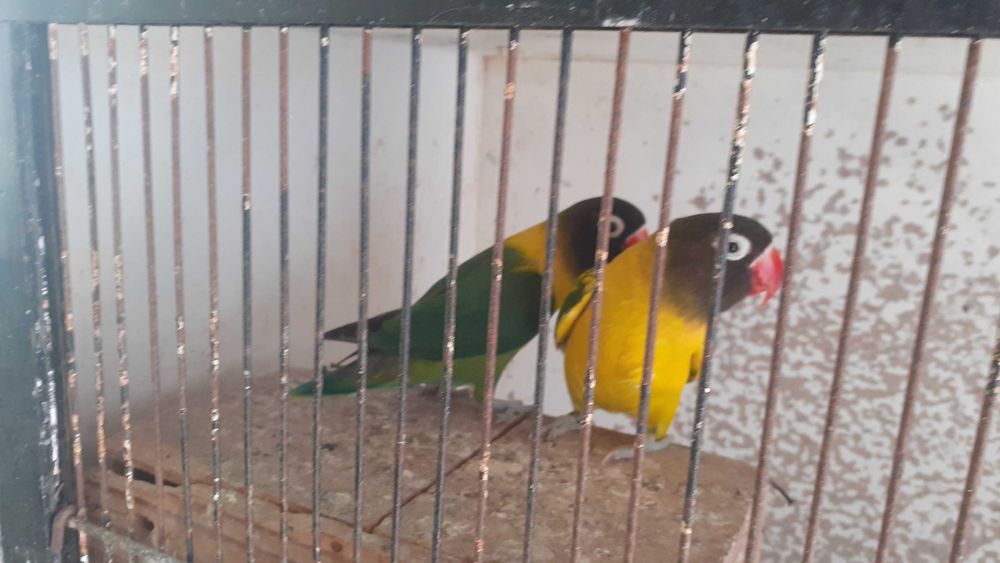 Agapornis personata  casal