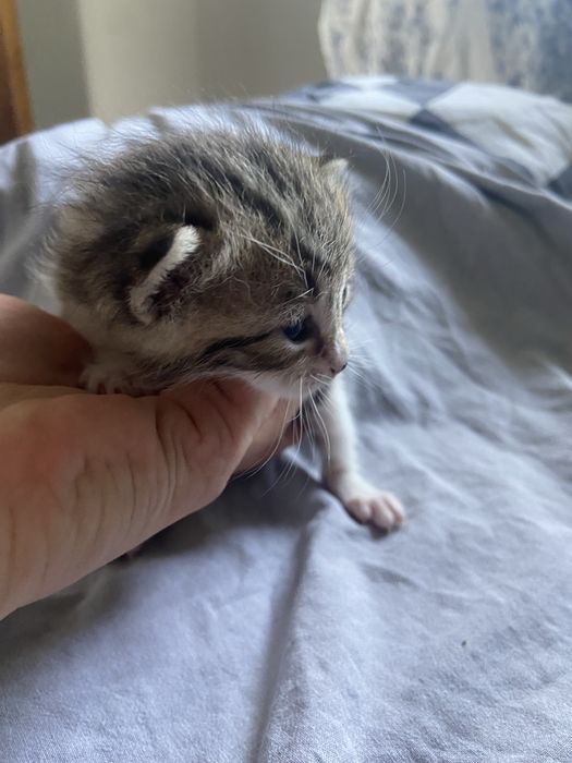 5 Gatinhos à Procura de um Lar Amoroso