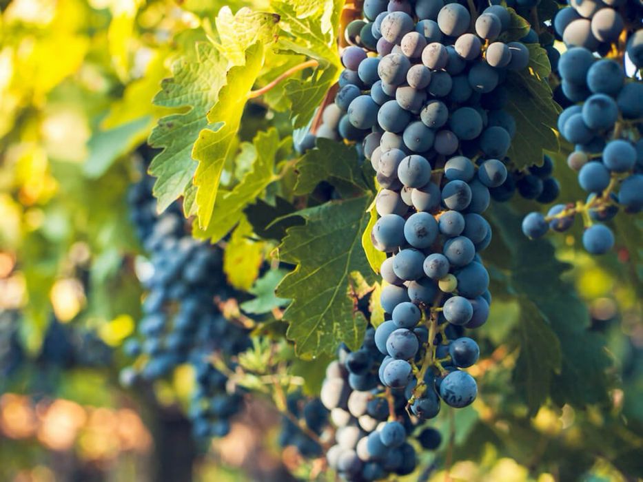 Uvas diversas para vinho