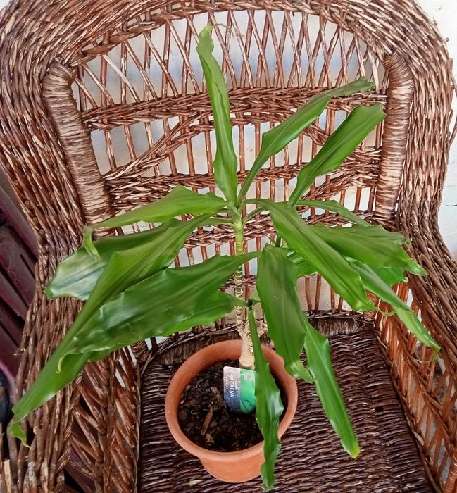 Dracaena fragans 67 cm