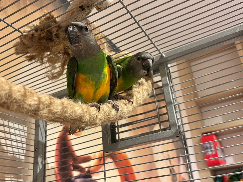 Papużki średnie senegalki