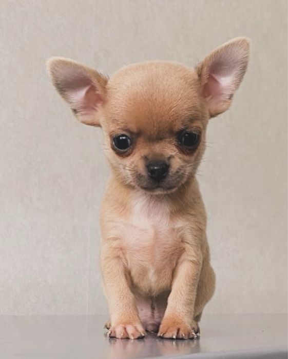 Вʼязка чіхуахуа міні, 2кг