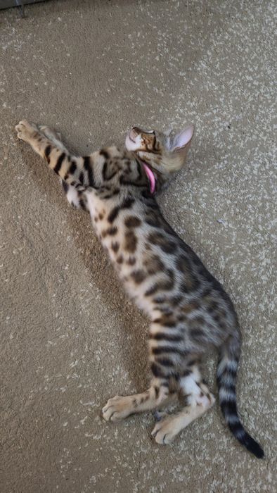 Kot bengalski  bangal