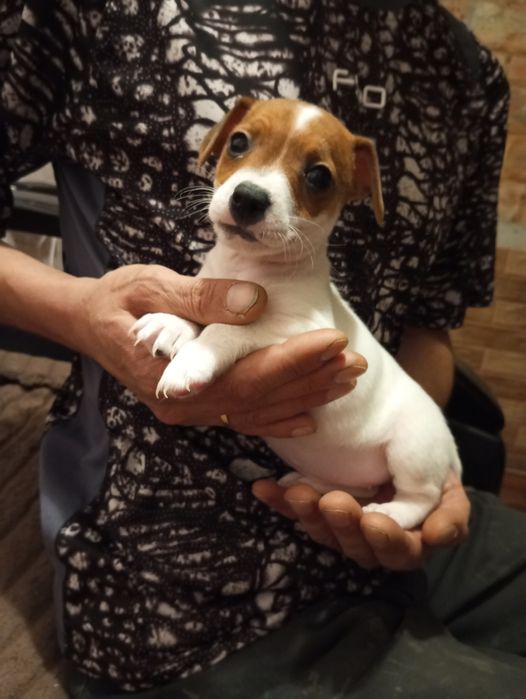 Цуценята Джек Рассел тер'єр