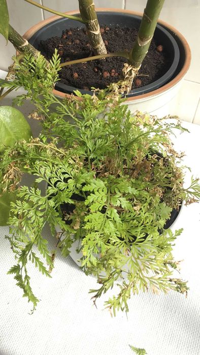 conjunto de 2 plantas e acessórios