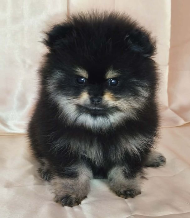 Pomeranian szpic miniaturowy Zkwp