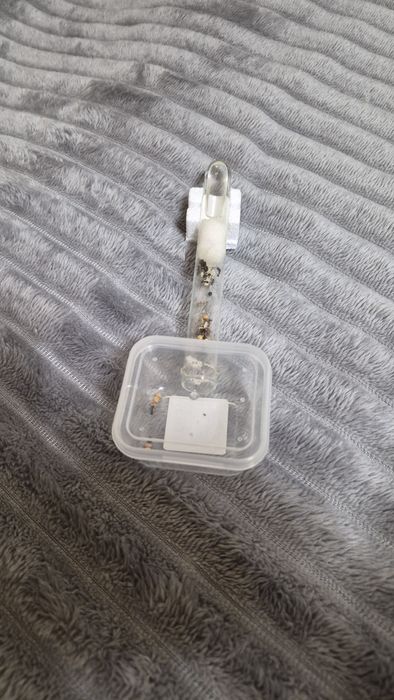 Мурахи Messor struktor/ чи просто інкубатор з ареною без мурах